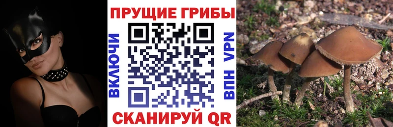 Купить  Рославль  Псилоцибиновые грибы Psilocybine cubensis 